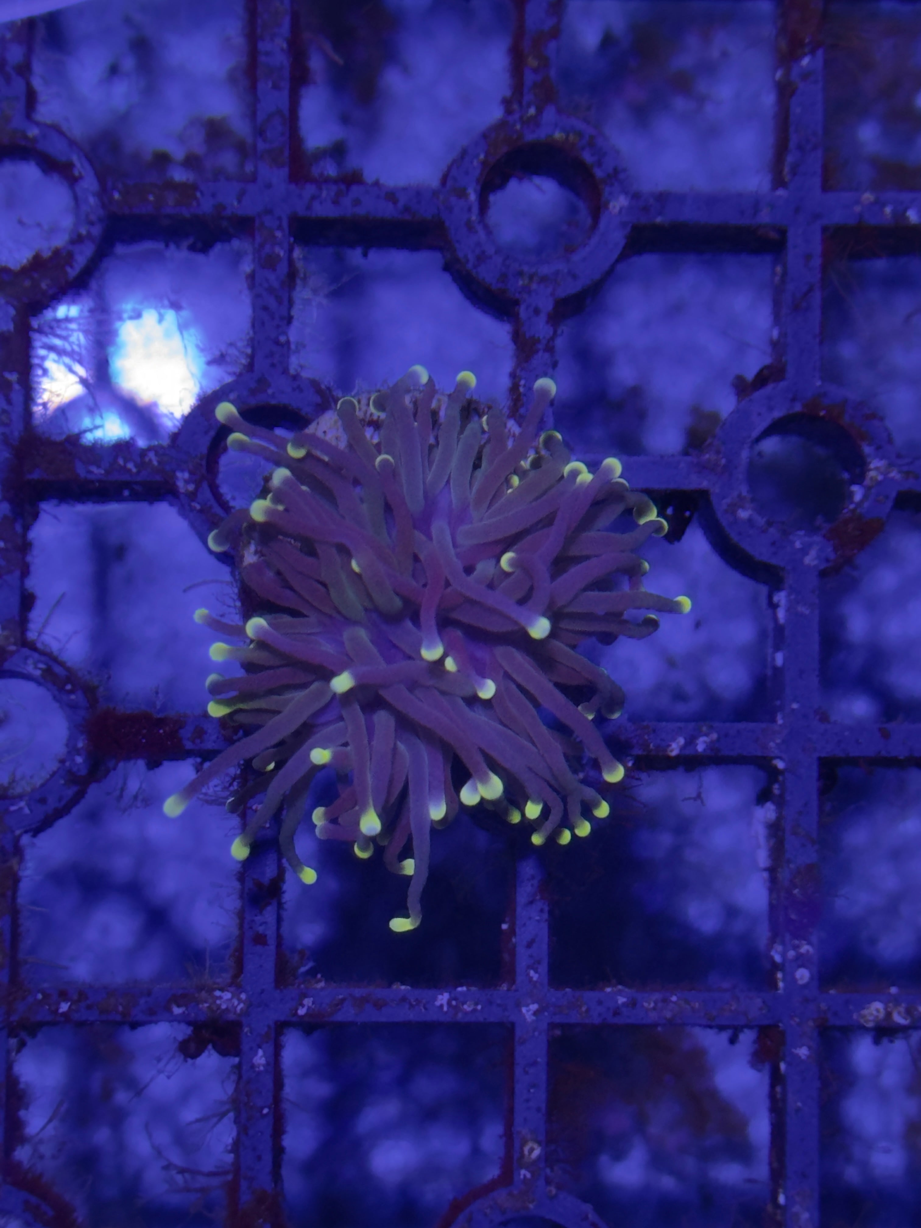 Torch Corals