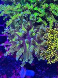Frogspawn Corals
