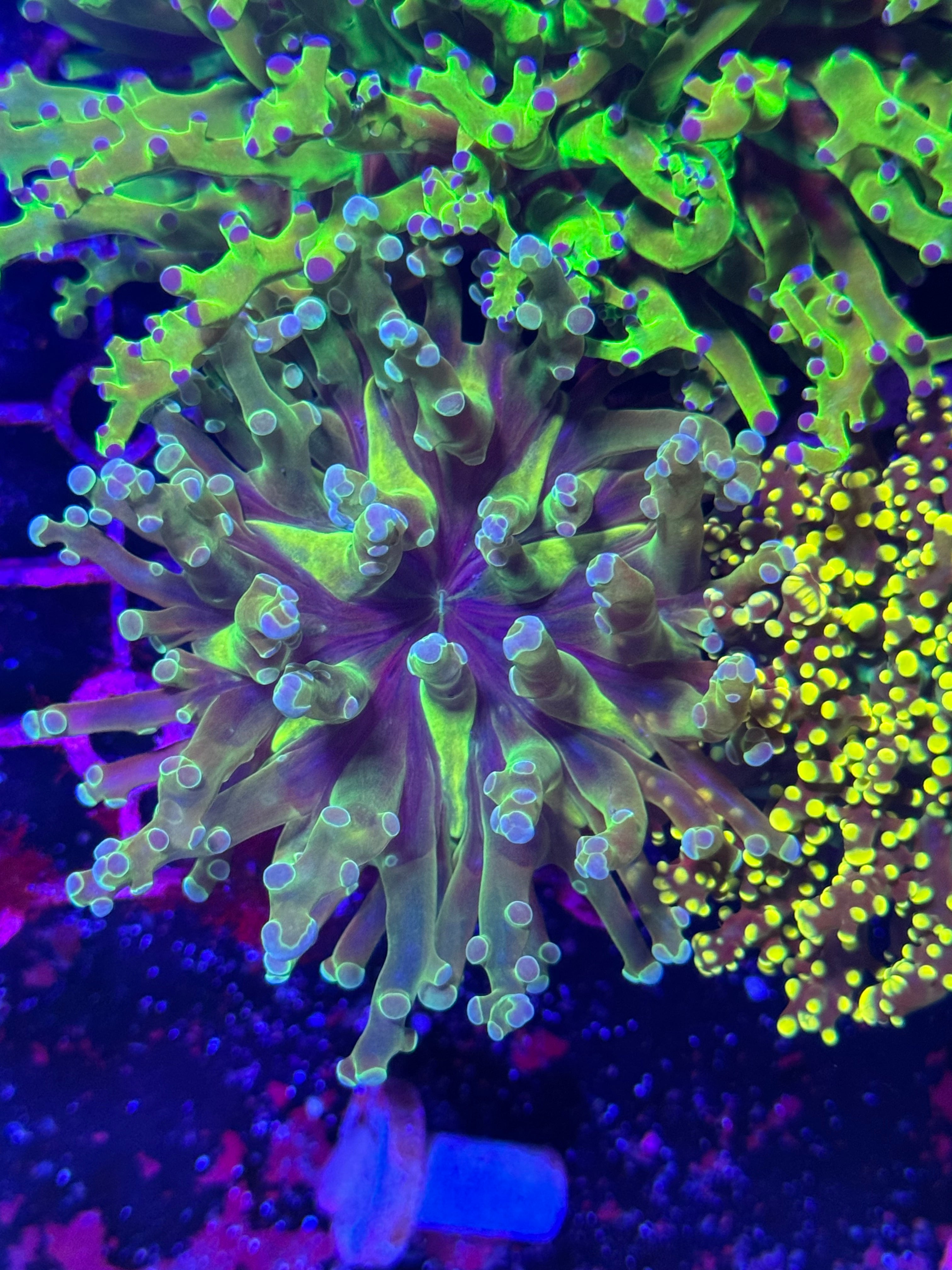 Frogspawn Corals