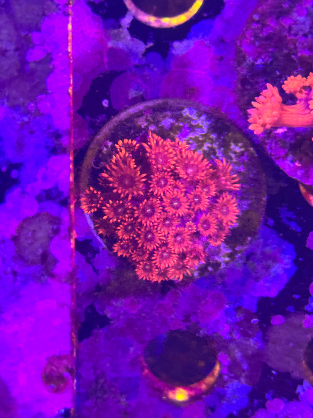 Goniopora/ alvepora