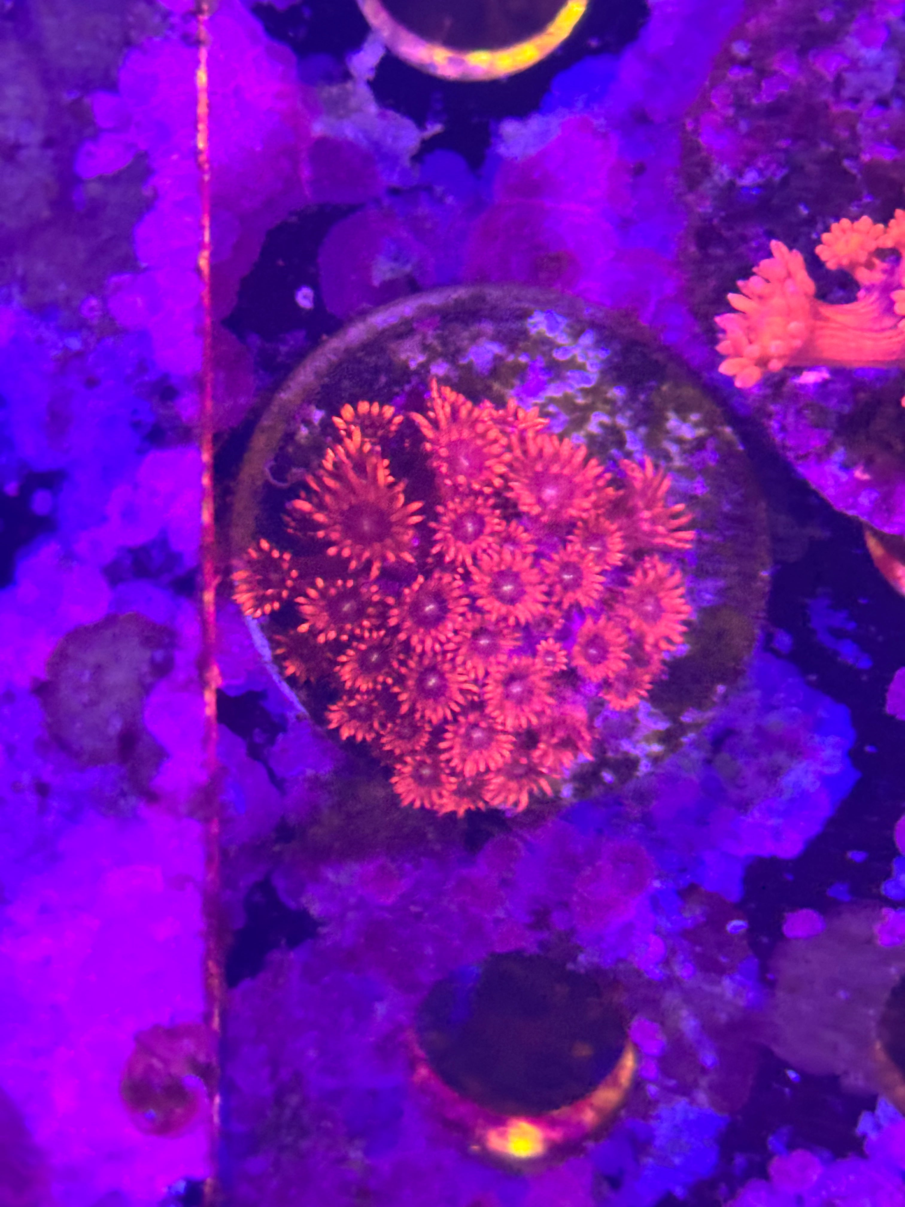 Goniopora/ alvepora