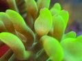 Bubble tip Anenome