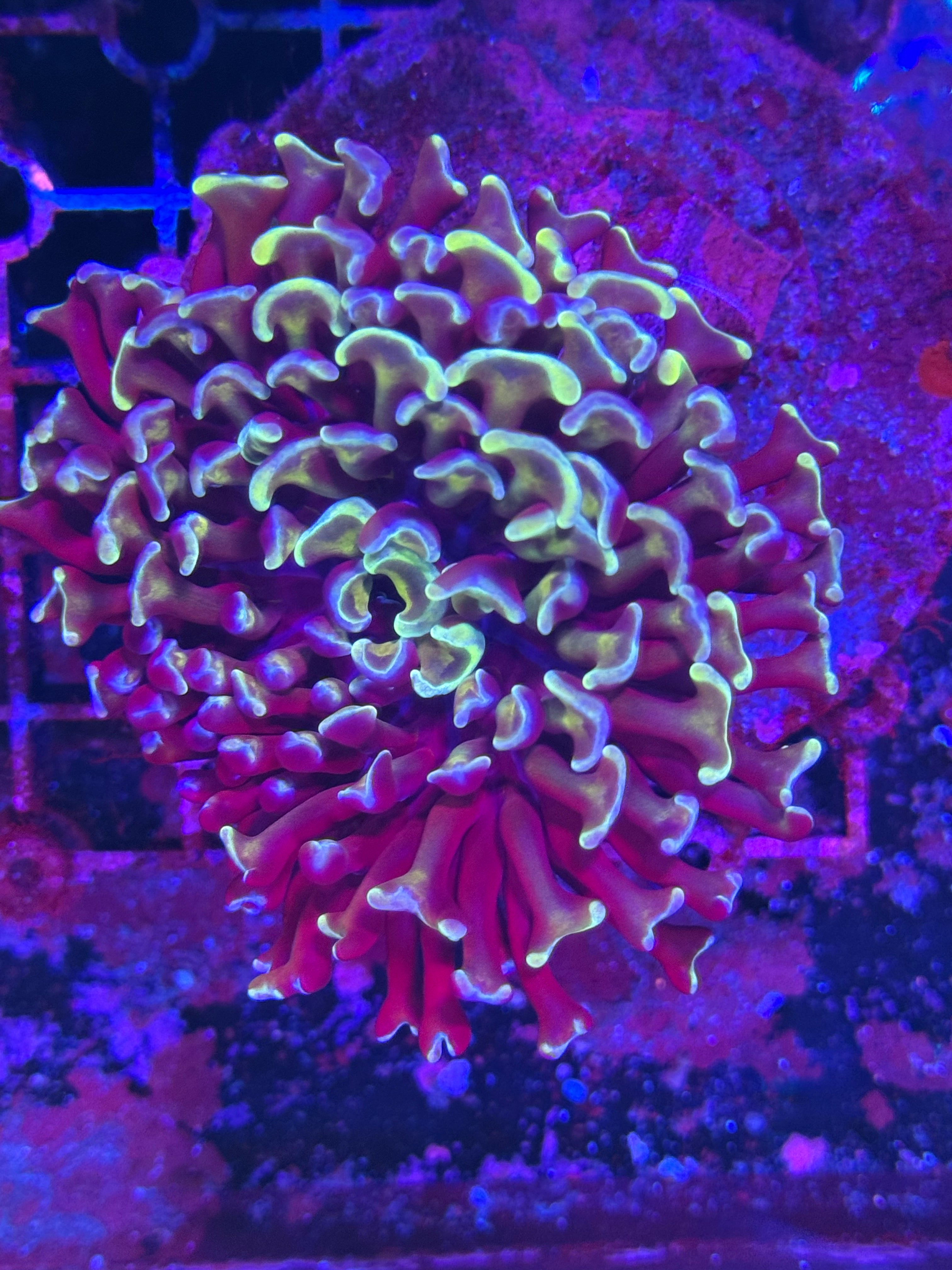Hammer Corals