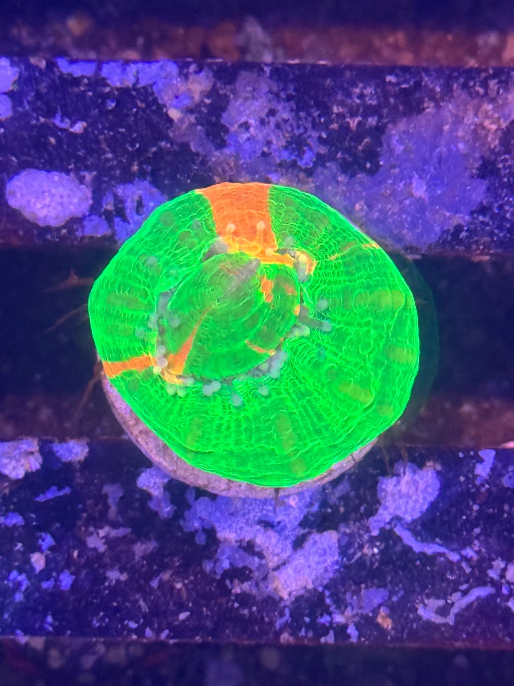 Scolymia