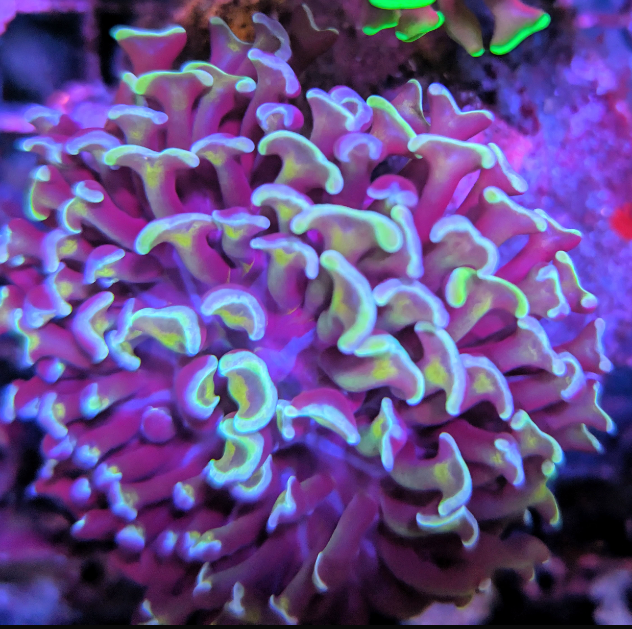 Hammer Corals