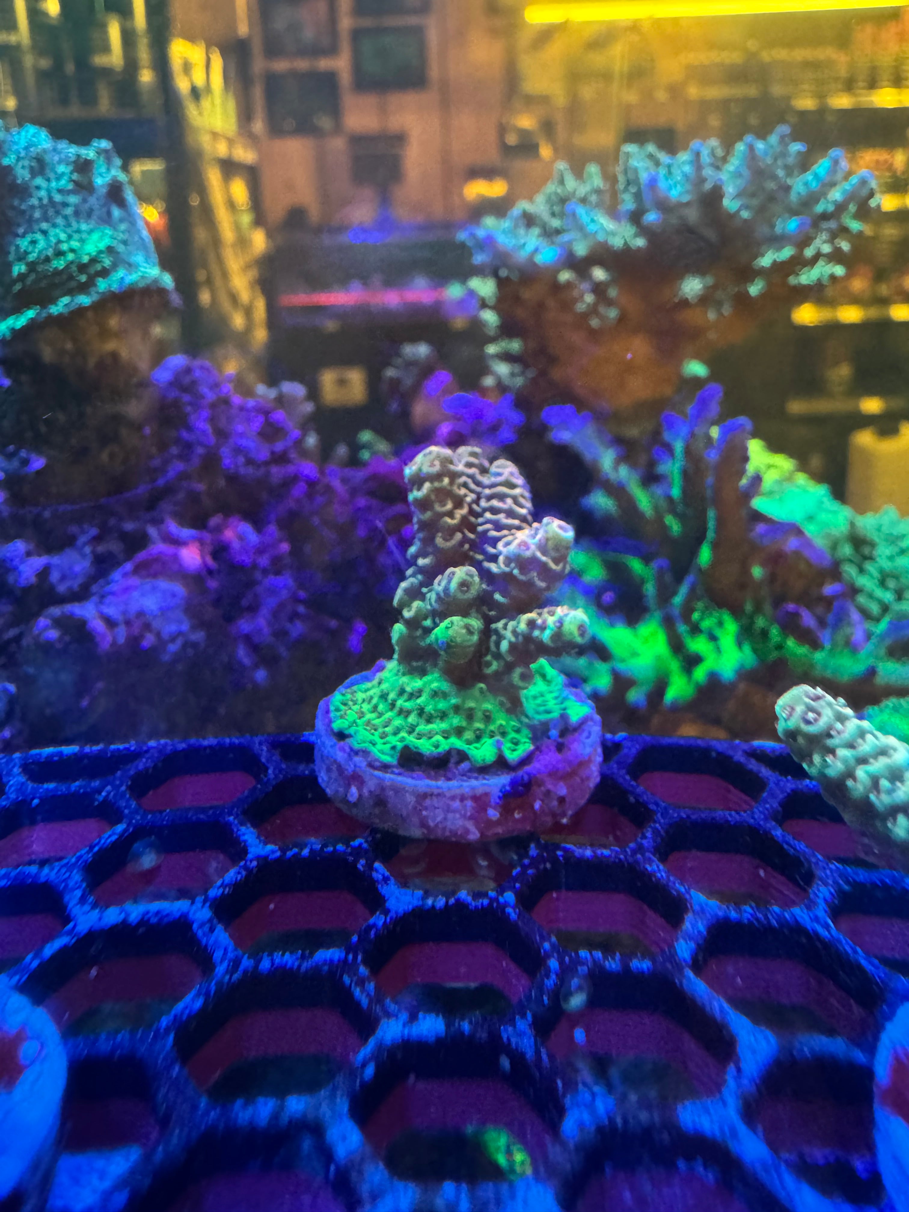 Acropora Frags