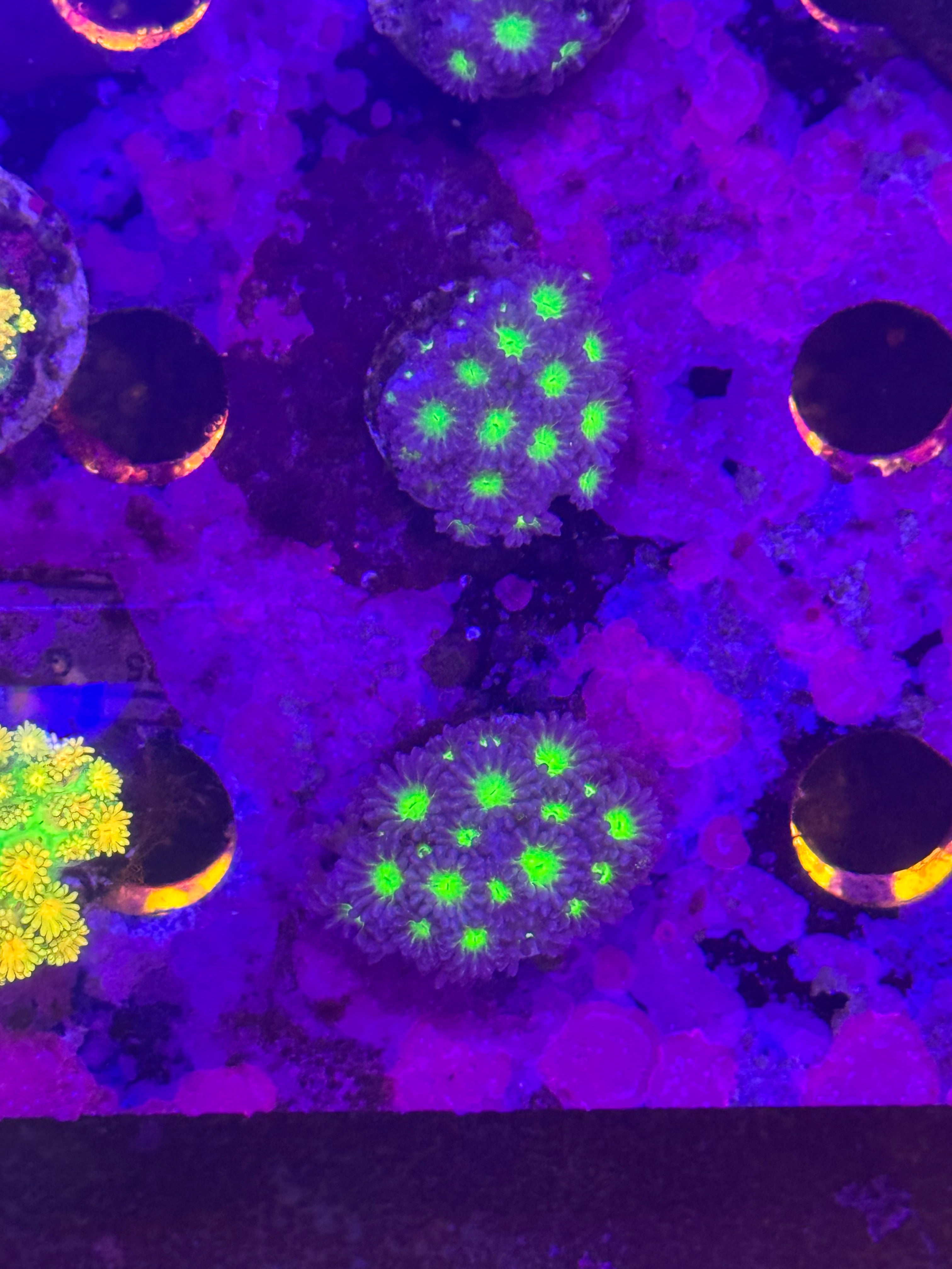Goniopora/ alvepora