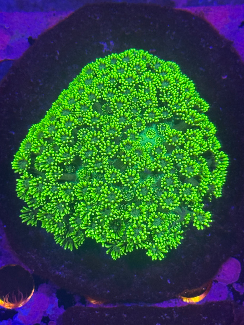 Goniopora/ alvepora