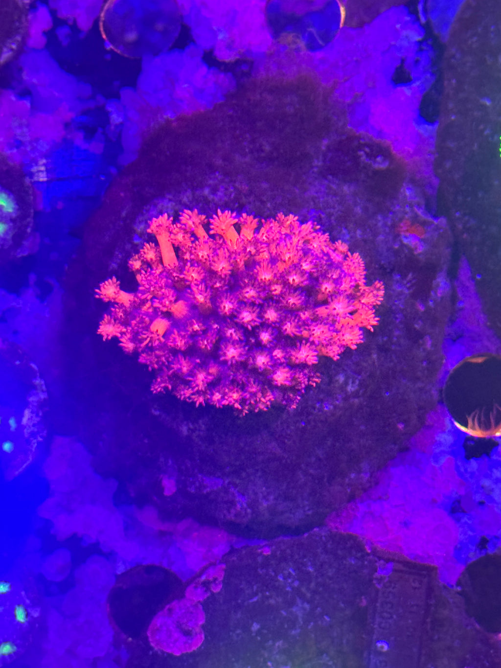 Goniopora/ alvepora