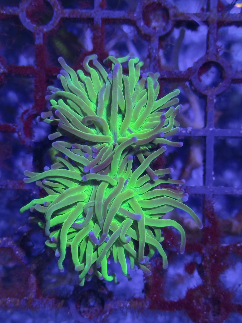 Torch Corals