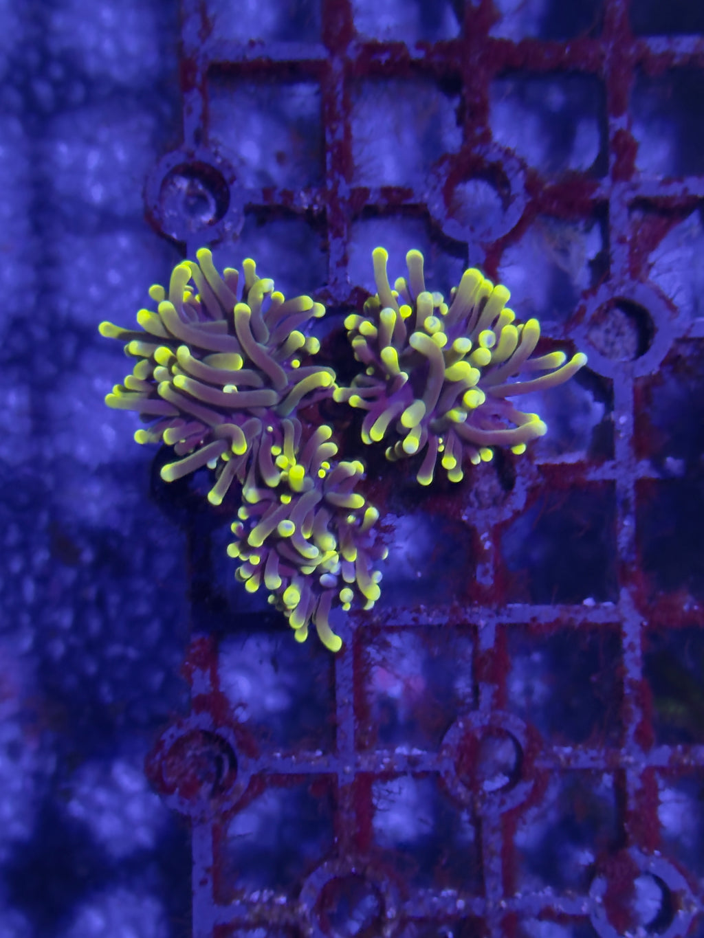 Torch Corals