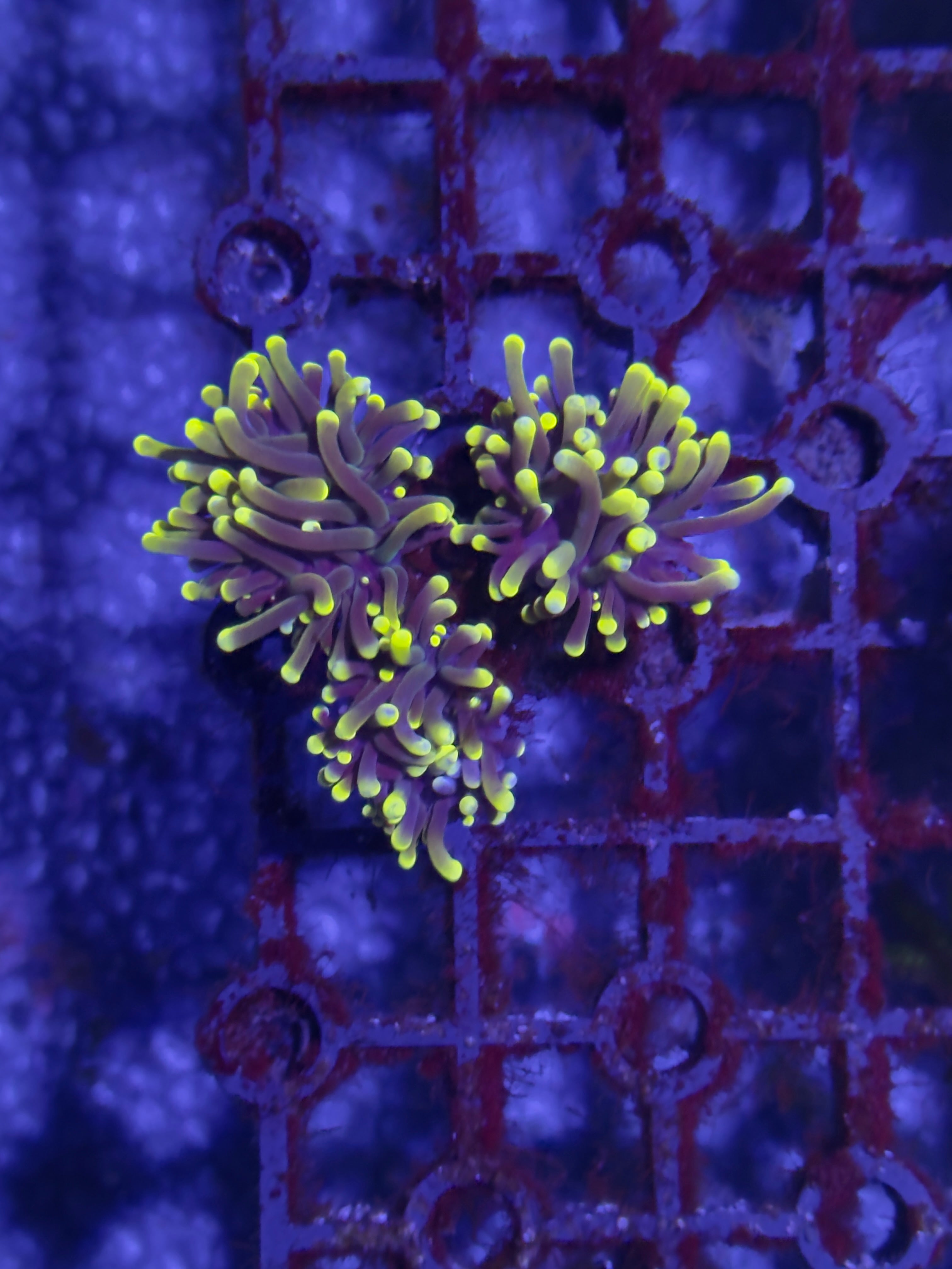 Torch Corals