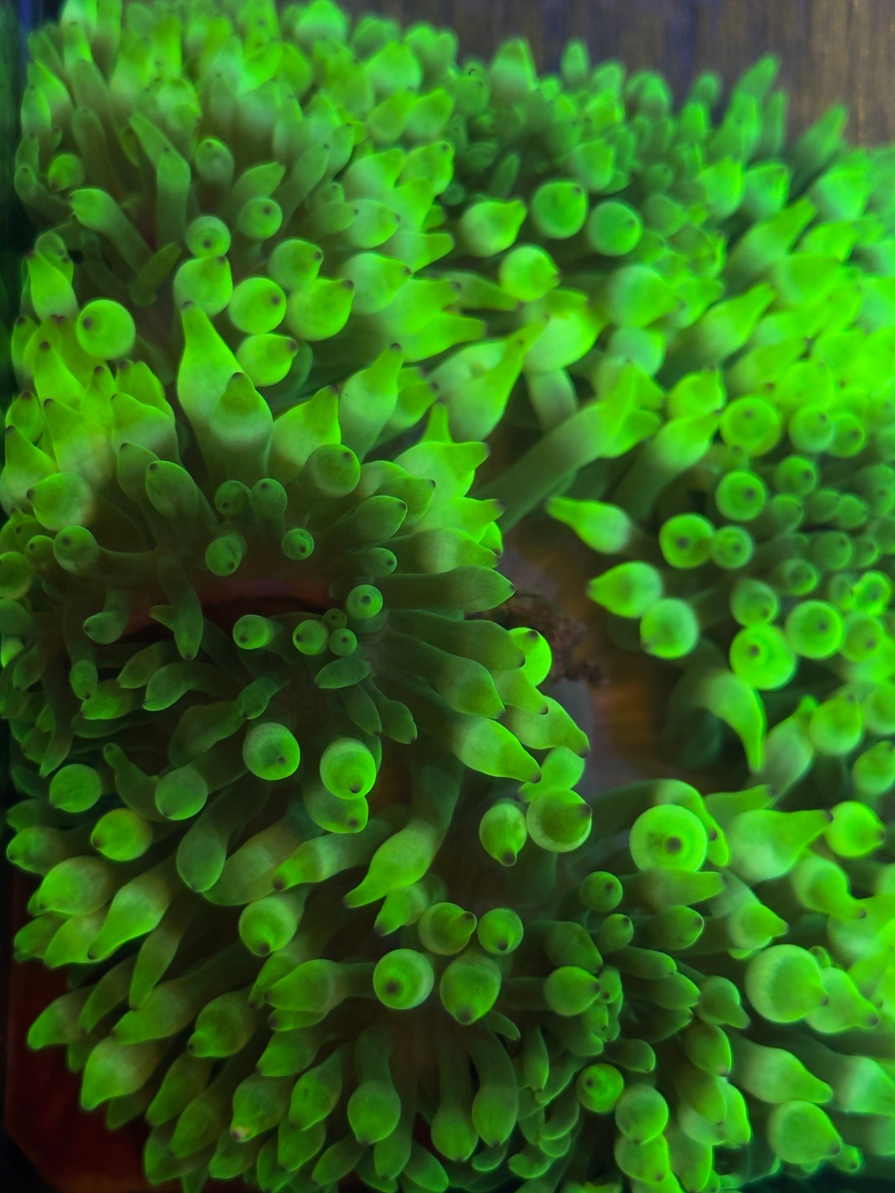 Bubble tip Anenome