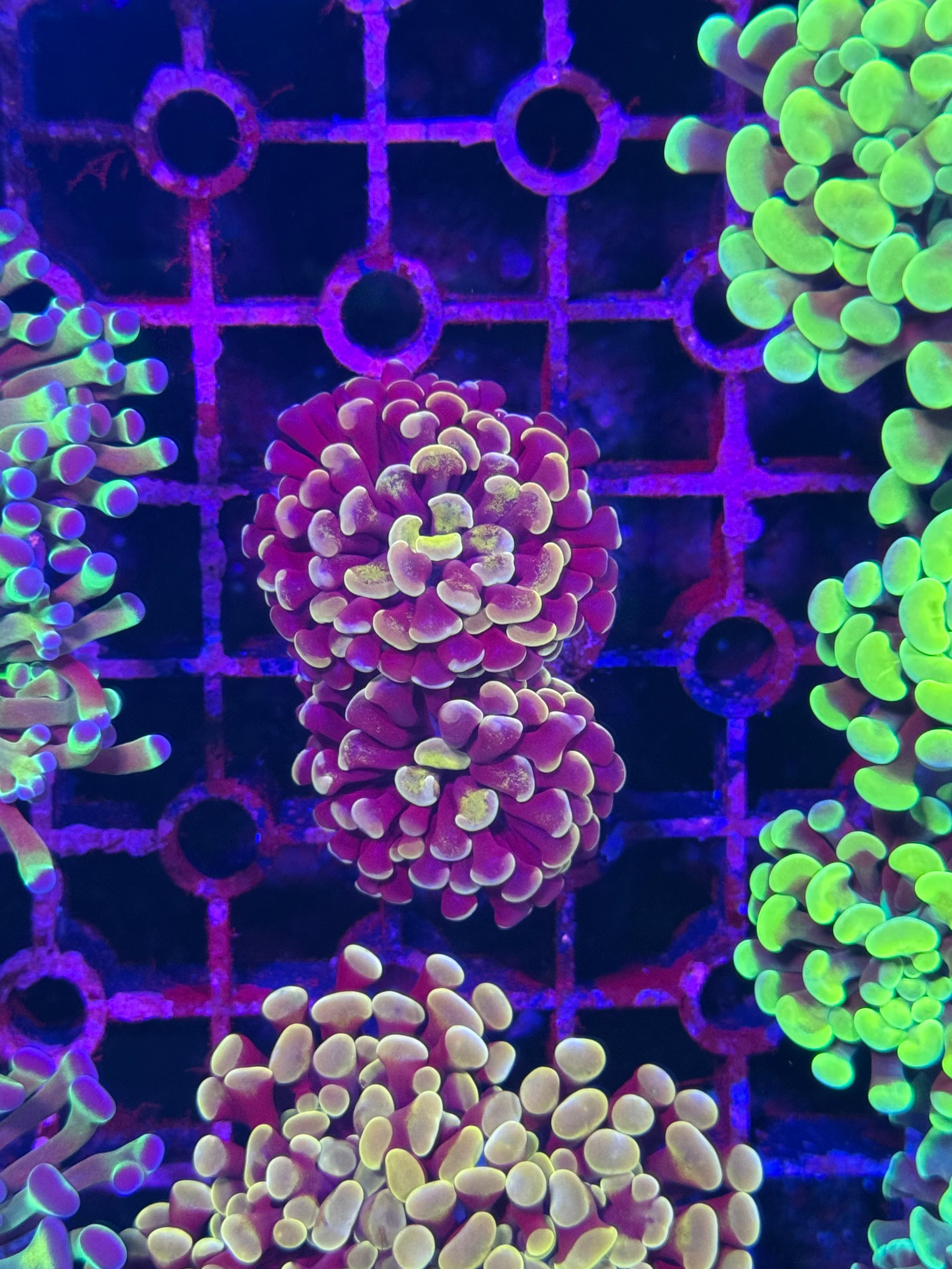 Hammer Corals