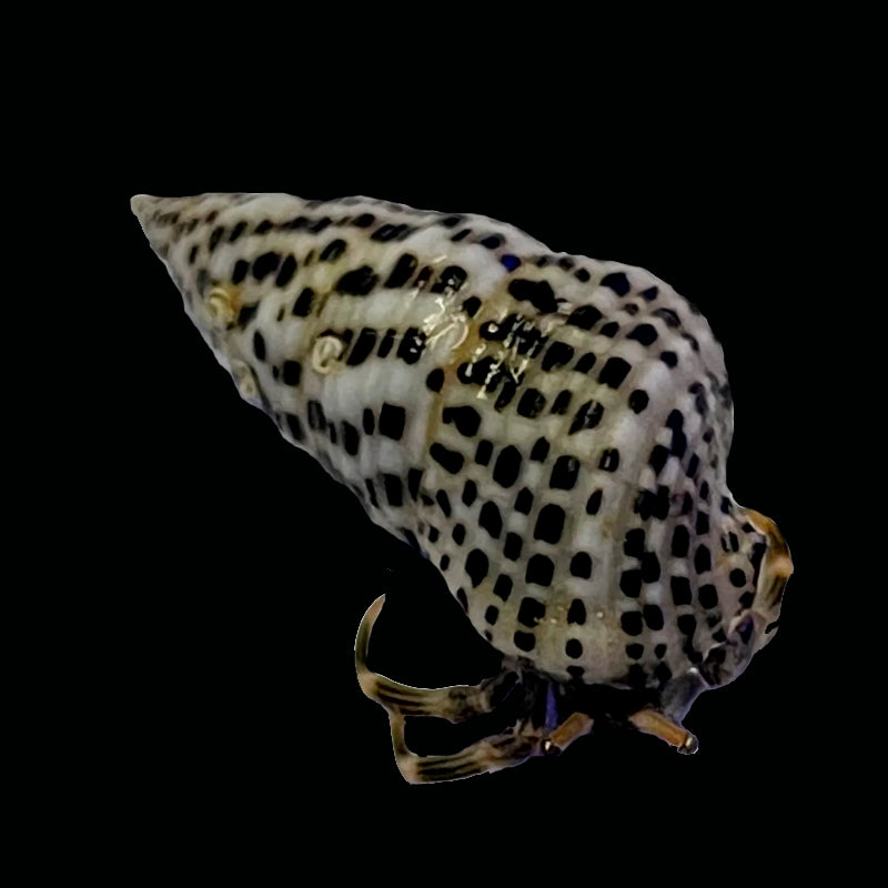 Dalmatian Dwarf Algae Eating Hermit Crab
