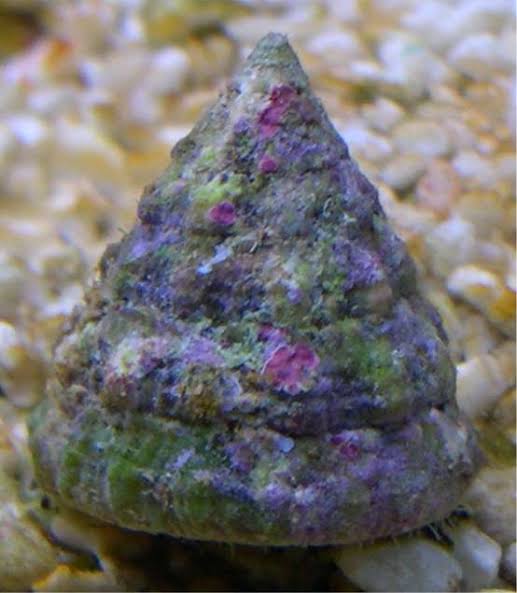 Turbo snail