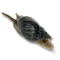 Nassarius snail