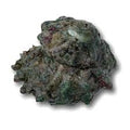 Spiny Astrea Snails
