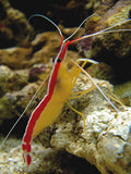 Cleaner shrimp