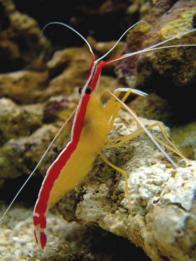 Cleaner shrimp