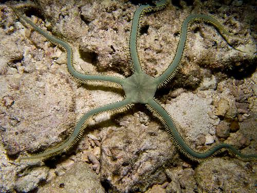 XL Green Brittle Star