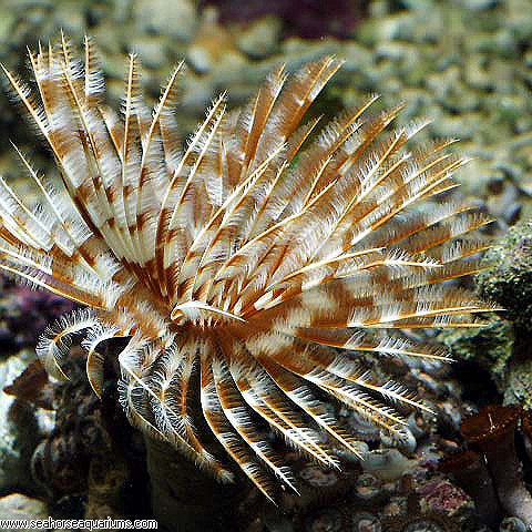 Feather duster worm (assorted colours)