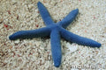 Blue Linckia Starfish