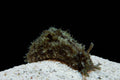 Sea Hare (Eliminates Hair Algae)