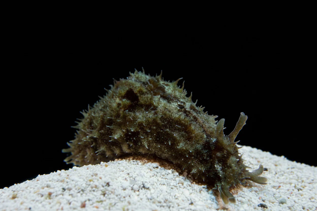 Sea Hare (Eliminates Hair Algae)