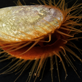Dark red scallop