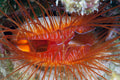Electric Flame Scallop
