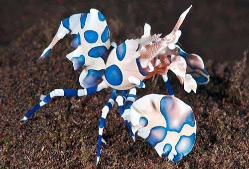 Harlequin Shrimp (Eats Pest Starfish)