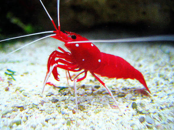 Blood shrimp