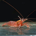 Peppermint Shrimp (Eats Aiptasia)