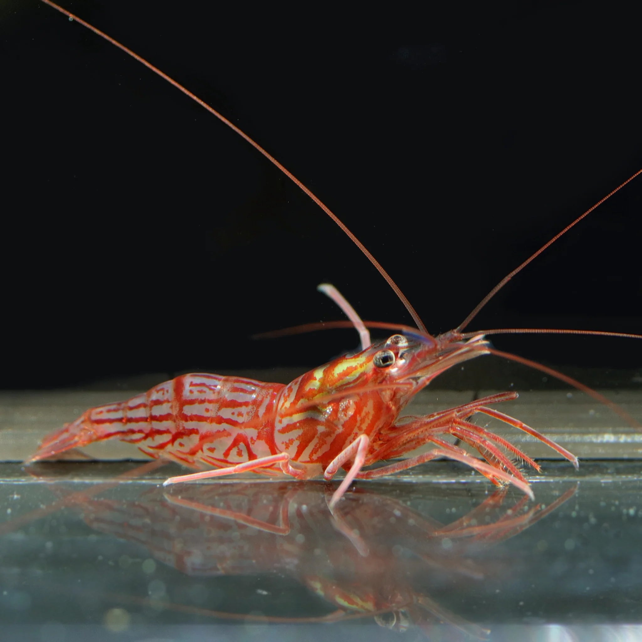 Peppermint Shrimp (Eats Aiptasia)