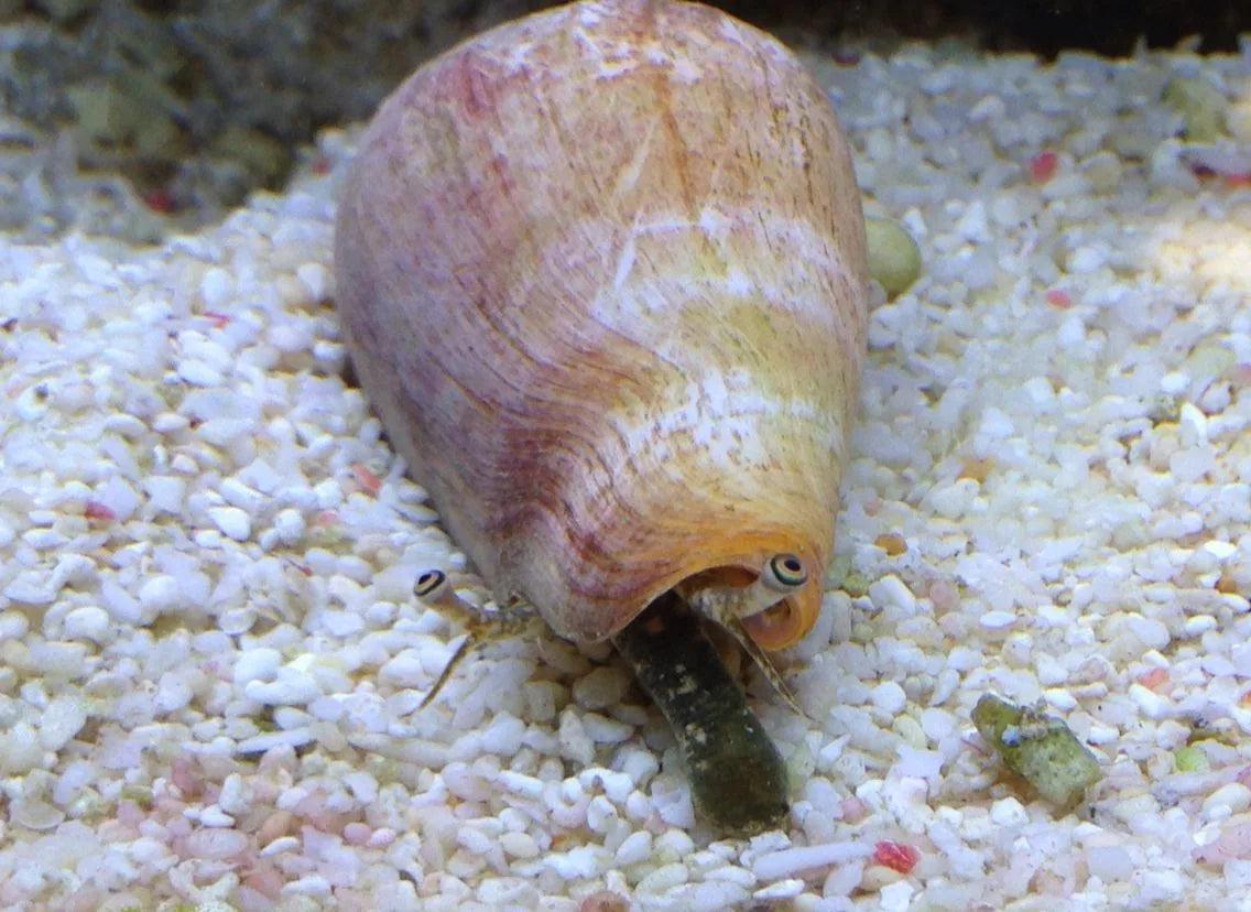 Conch