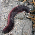 Pink Cucumber