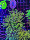 Frogspawn Corals