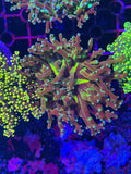 Frogspawn Corals