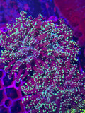 Frogspawn Corals