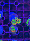 Micromusa