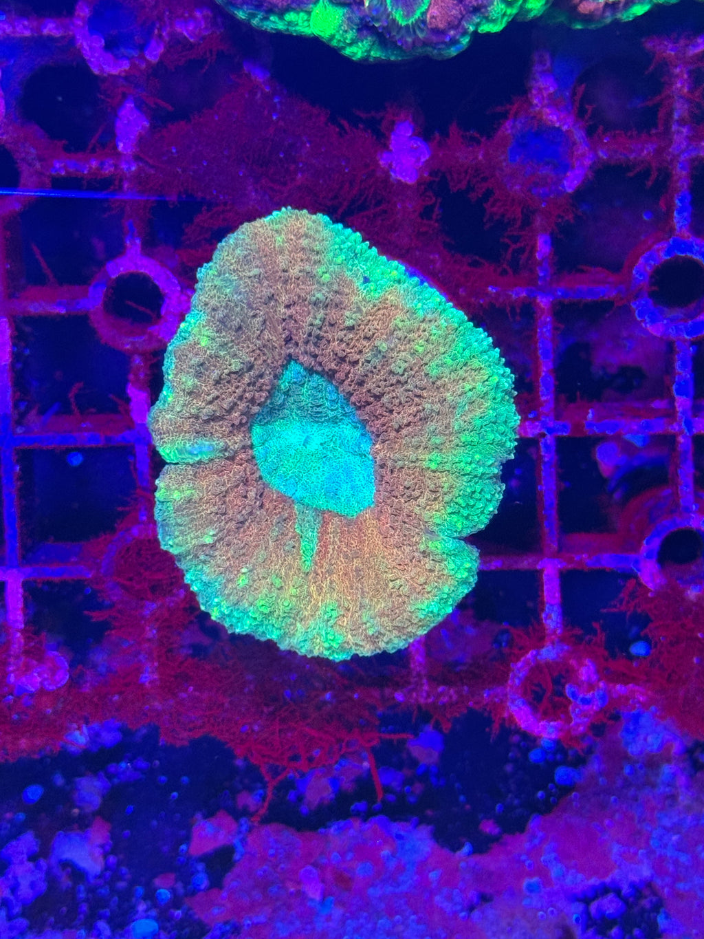 Lobophyllia/Symphyllia