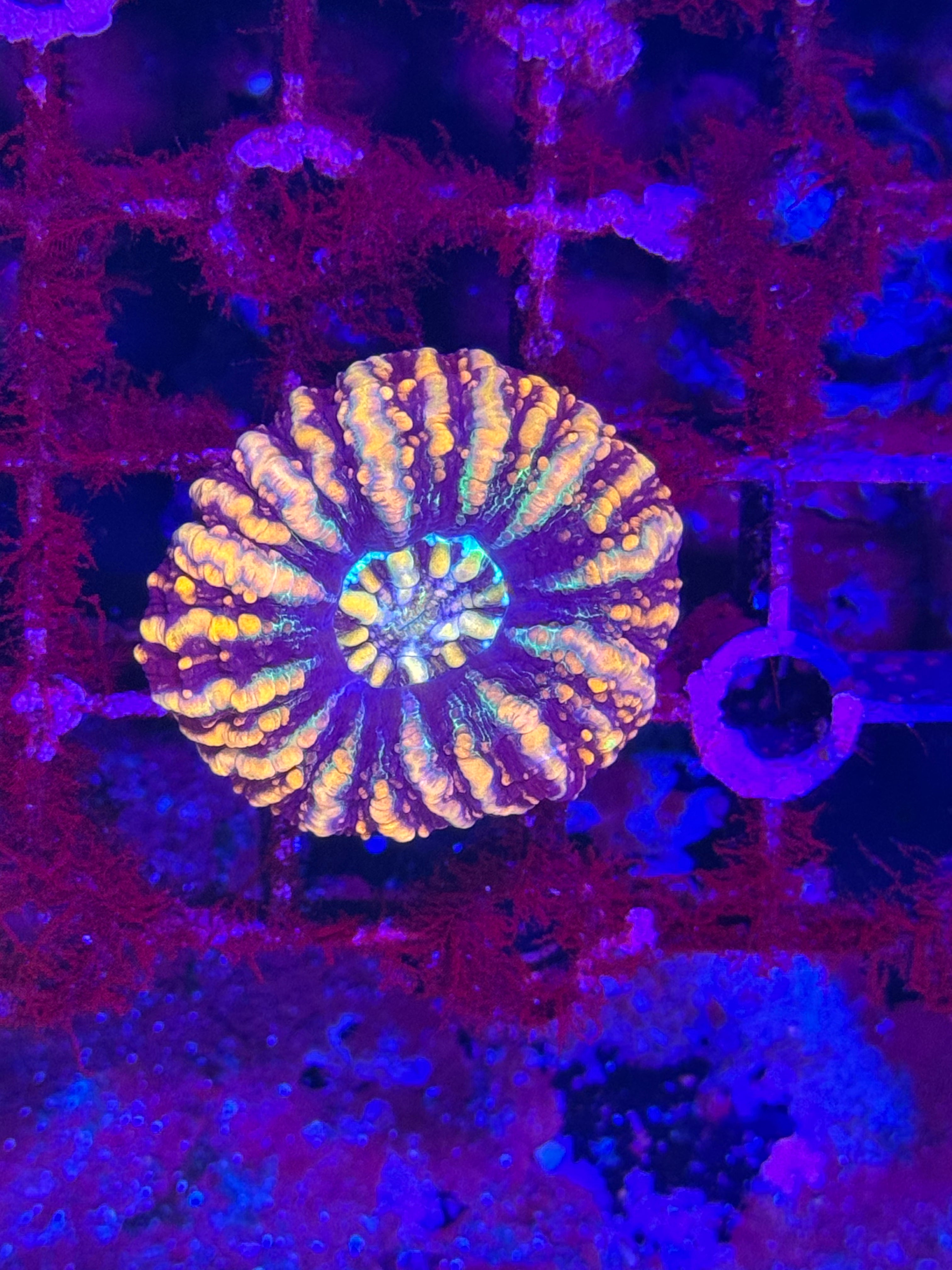 Scolymia