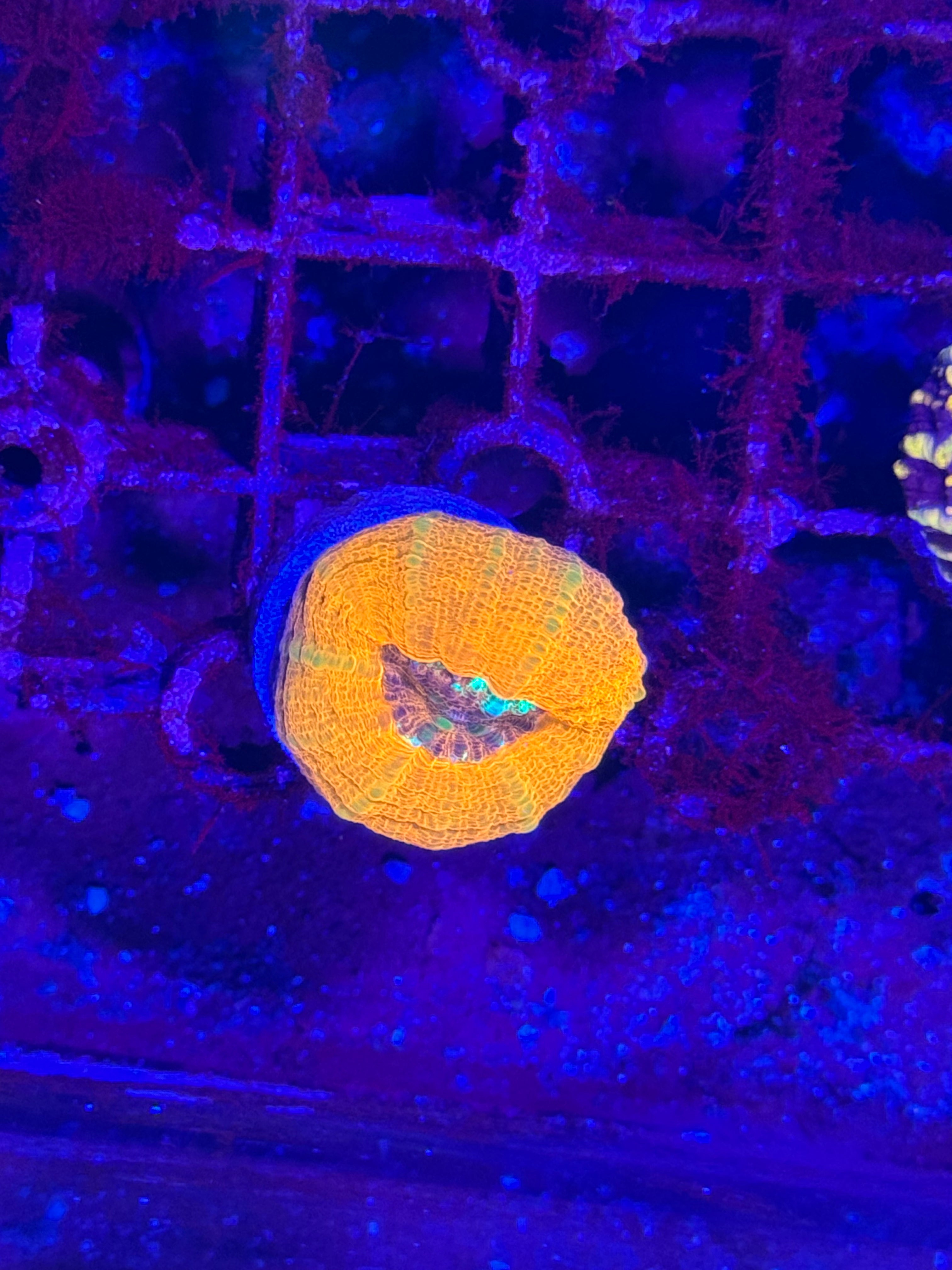 Scolymia