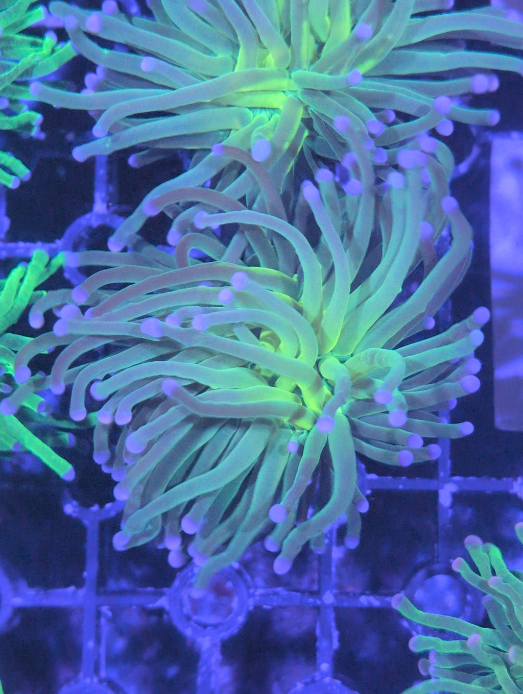 Torch Corals