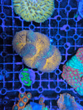 Lobophyllia/Symphyllia