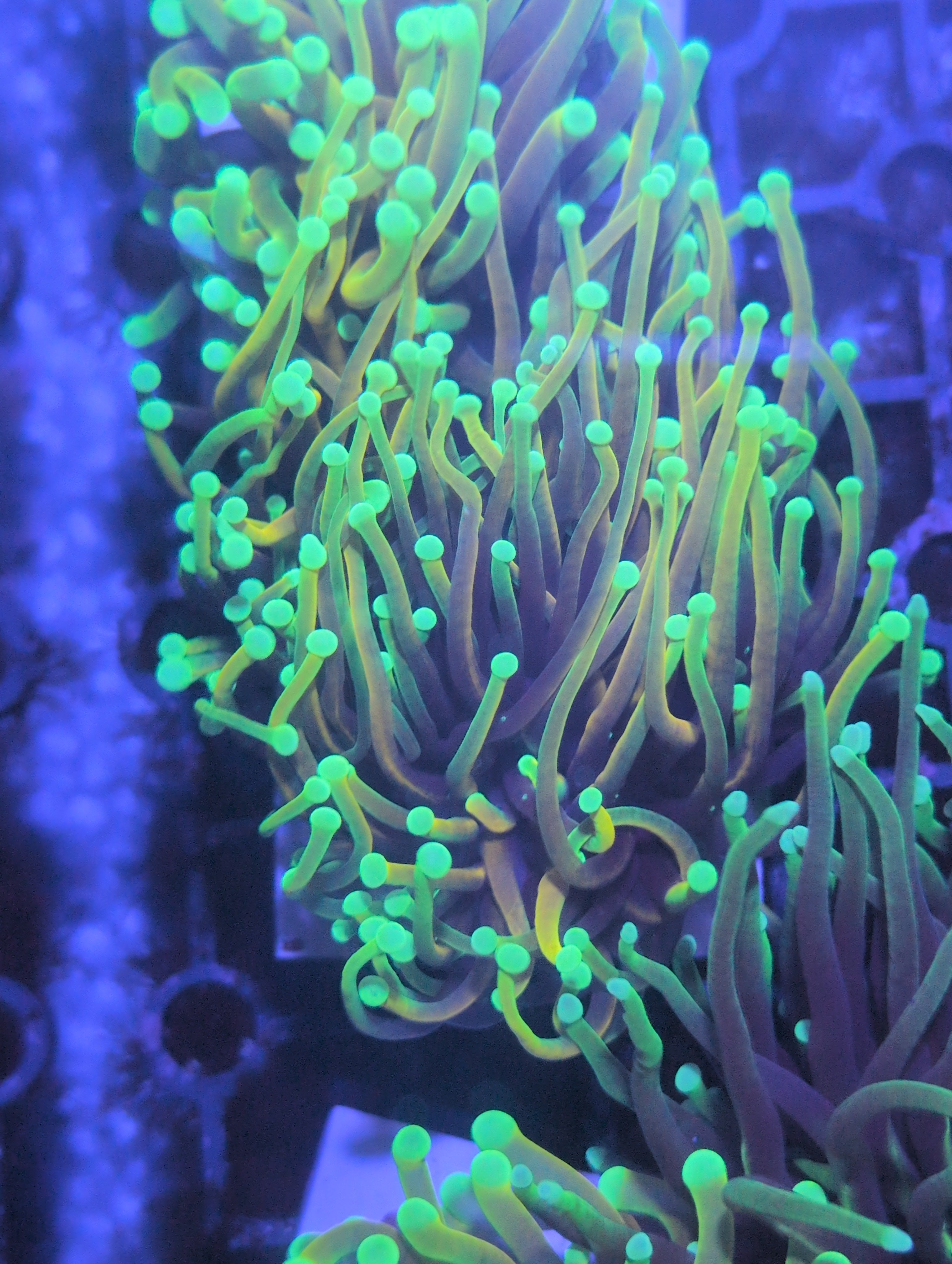 Torch Corals