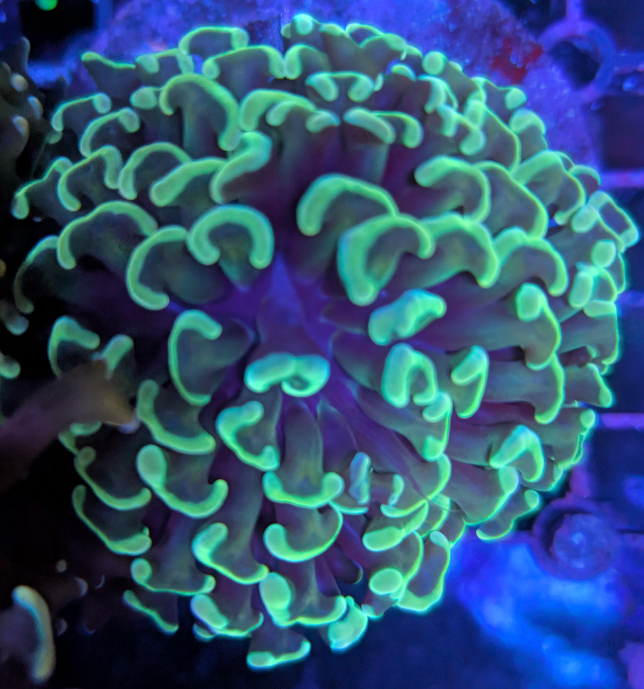 Hammer Corals