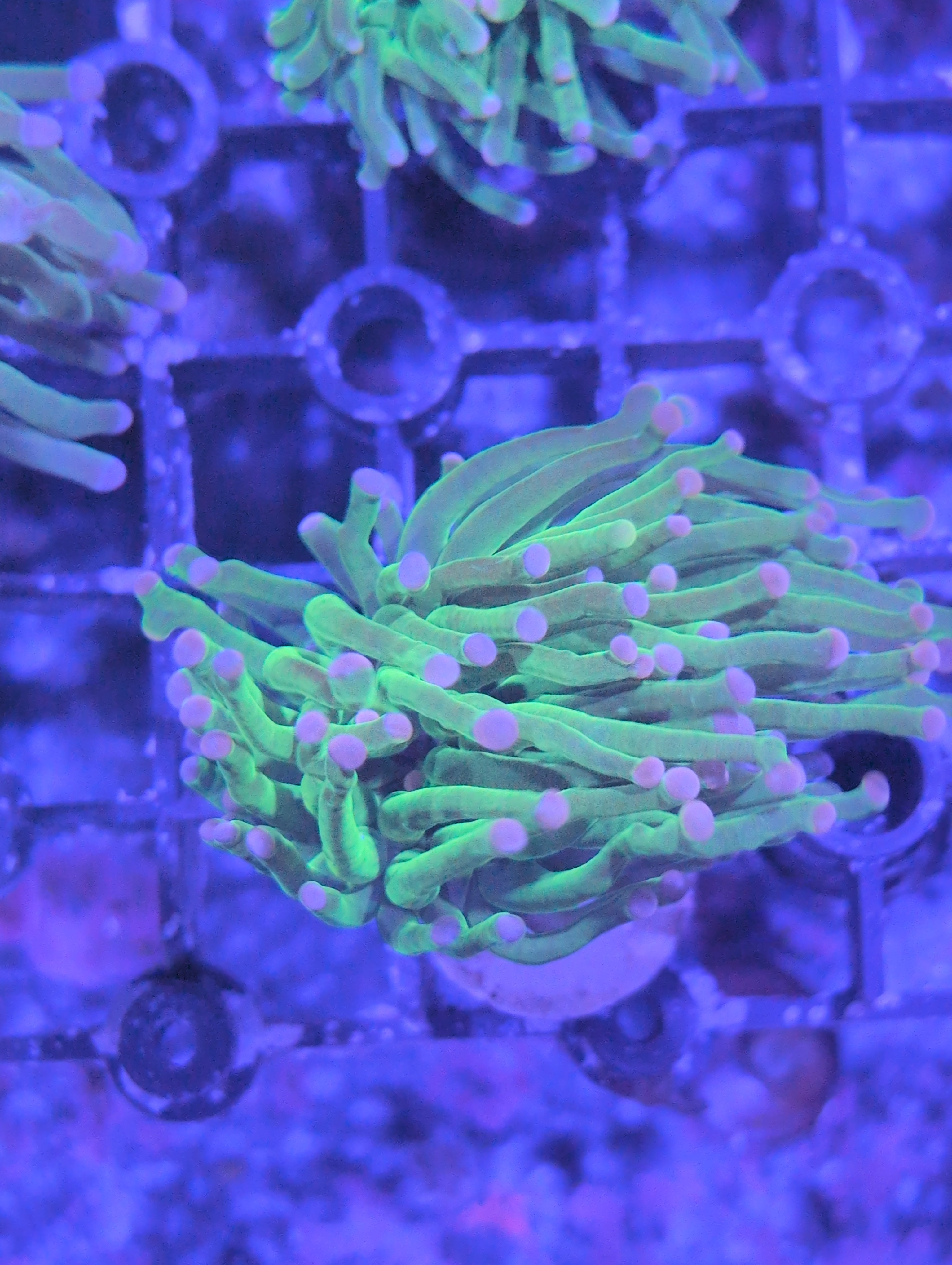 Torch Corals