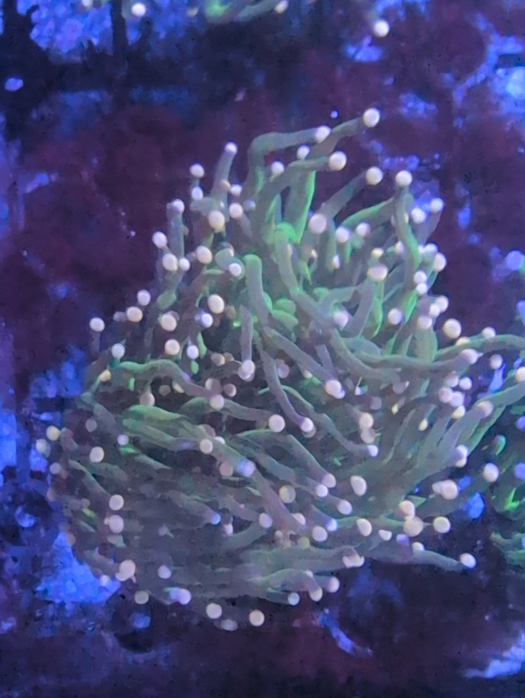 Torch Corals